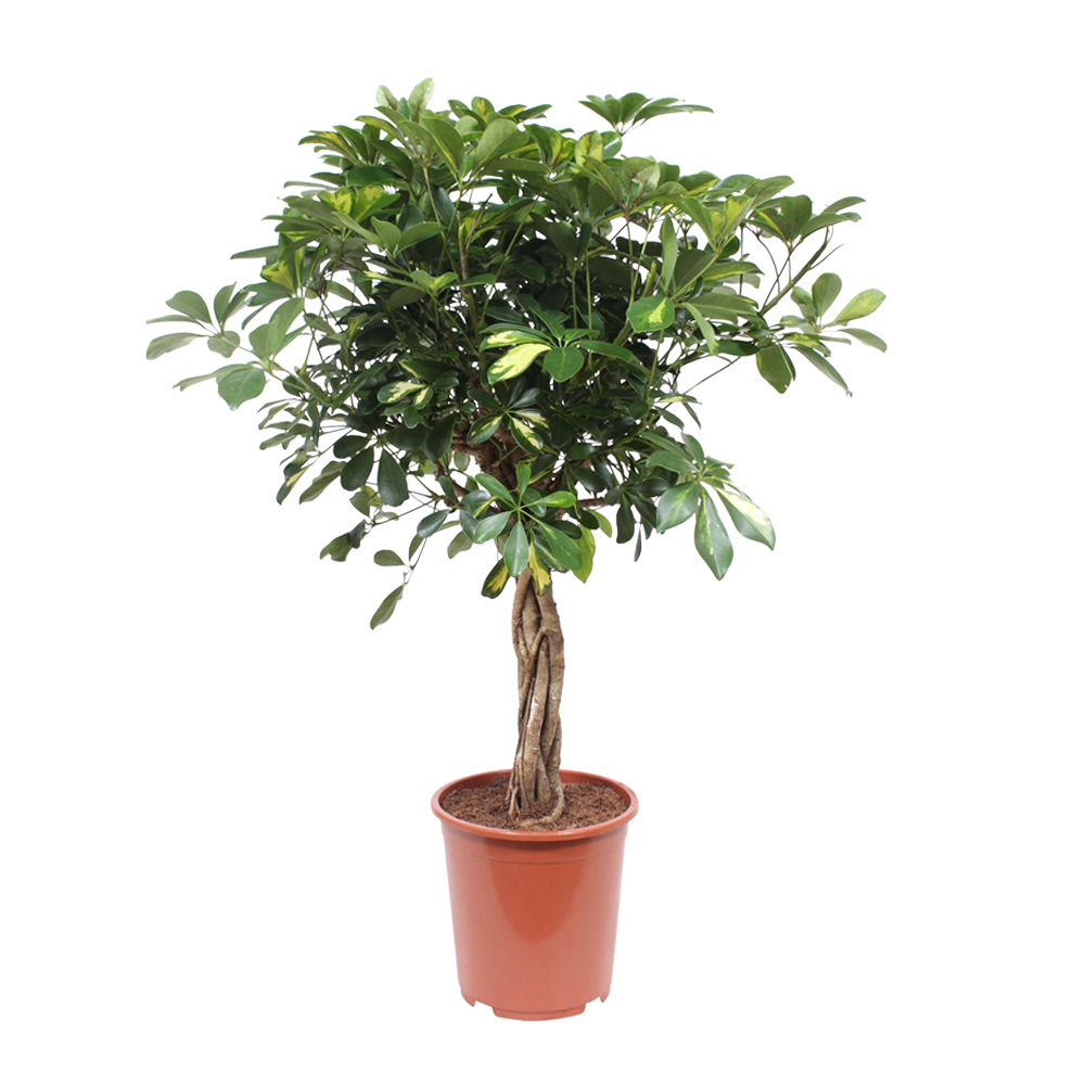 Dagaanbieding - Schefflera arboricola Vingersboom dagelijkse koopjes